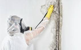 Reliable Monson Center, MA Mold Removal Services Solutions